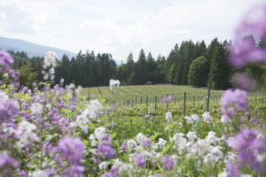 Vancouver Island wineries
