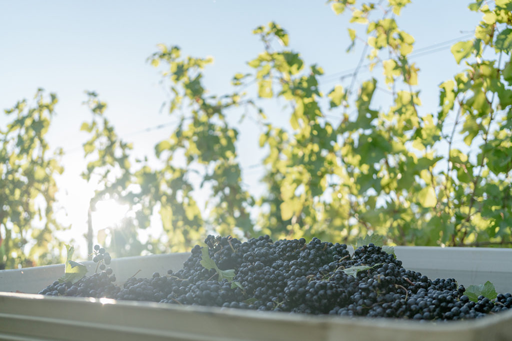 grape harvest