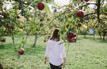 cidery