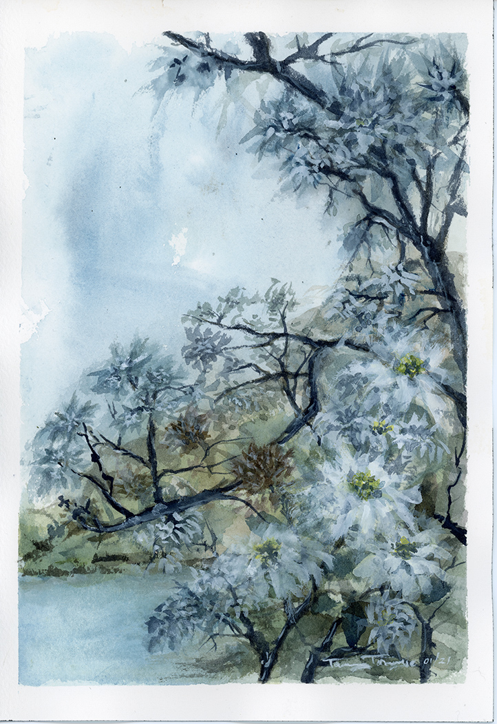 exotic_tree_blossom_lr - Wine Tour Hub