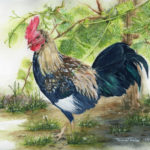 vineyard_rooster_lr