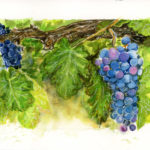 Wine Grapes