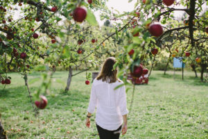okanagan cideries