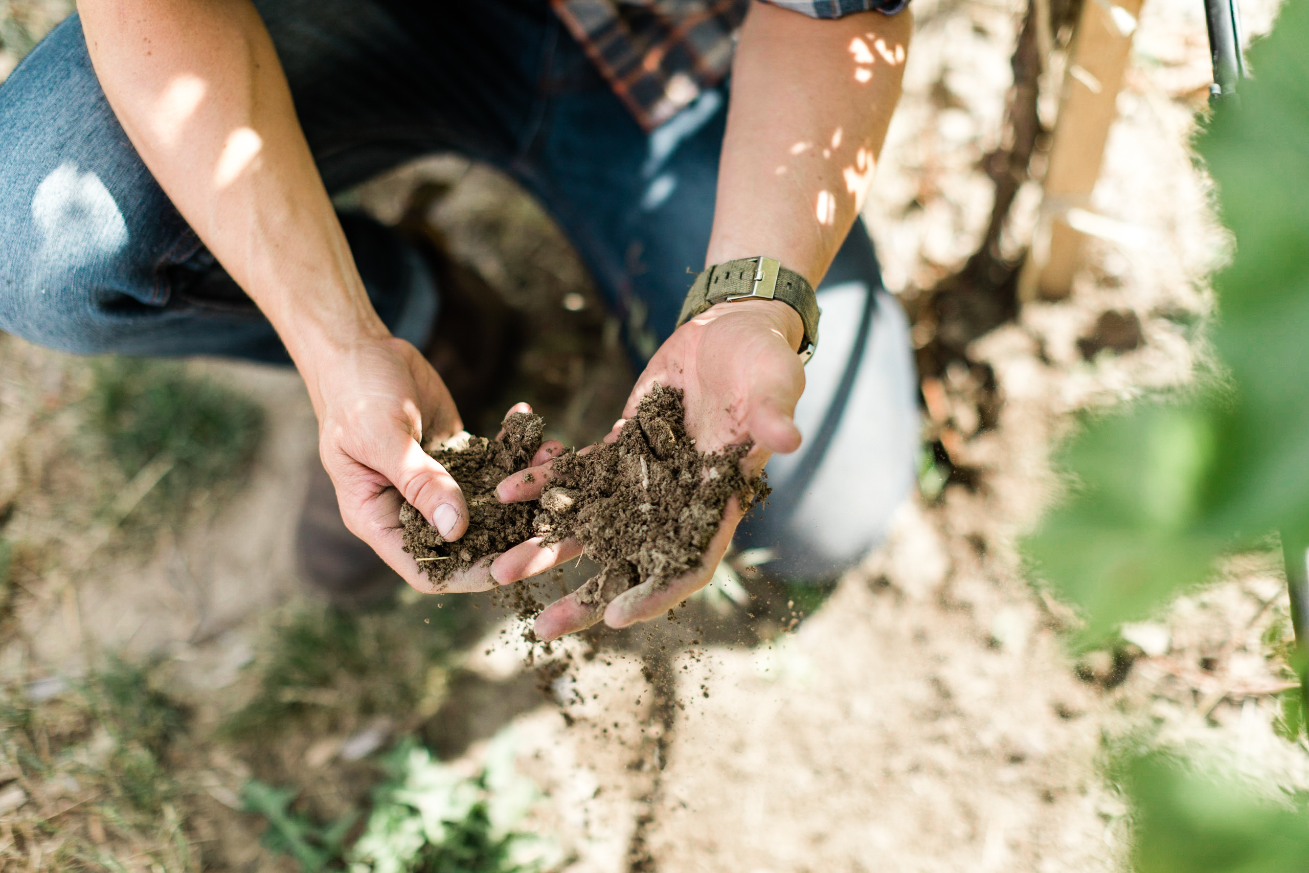 vineyard soil