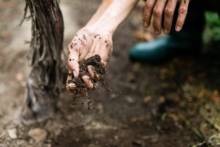 vineyard soil