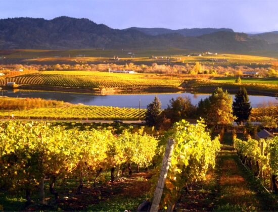 Castoro de Oro Estate Winery