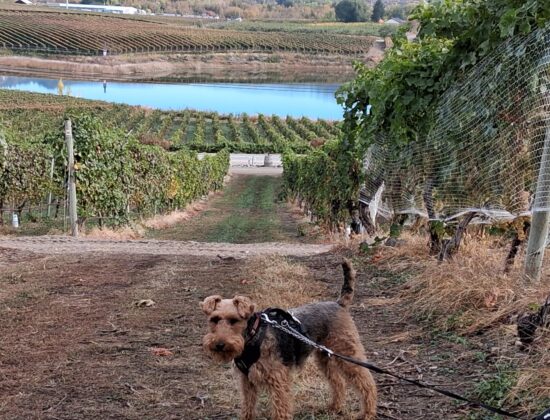 Castoro de Oro Estate Winery