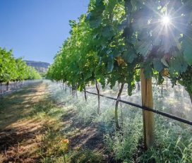 Pipe Dreams Vineyard and Estate Winery