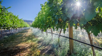 Pipe Dreams Vineyard and Estate Winery
