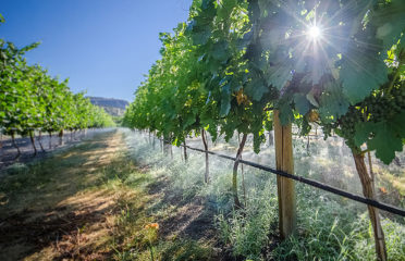 Pipe Dreams Vineyard and Estate Winery