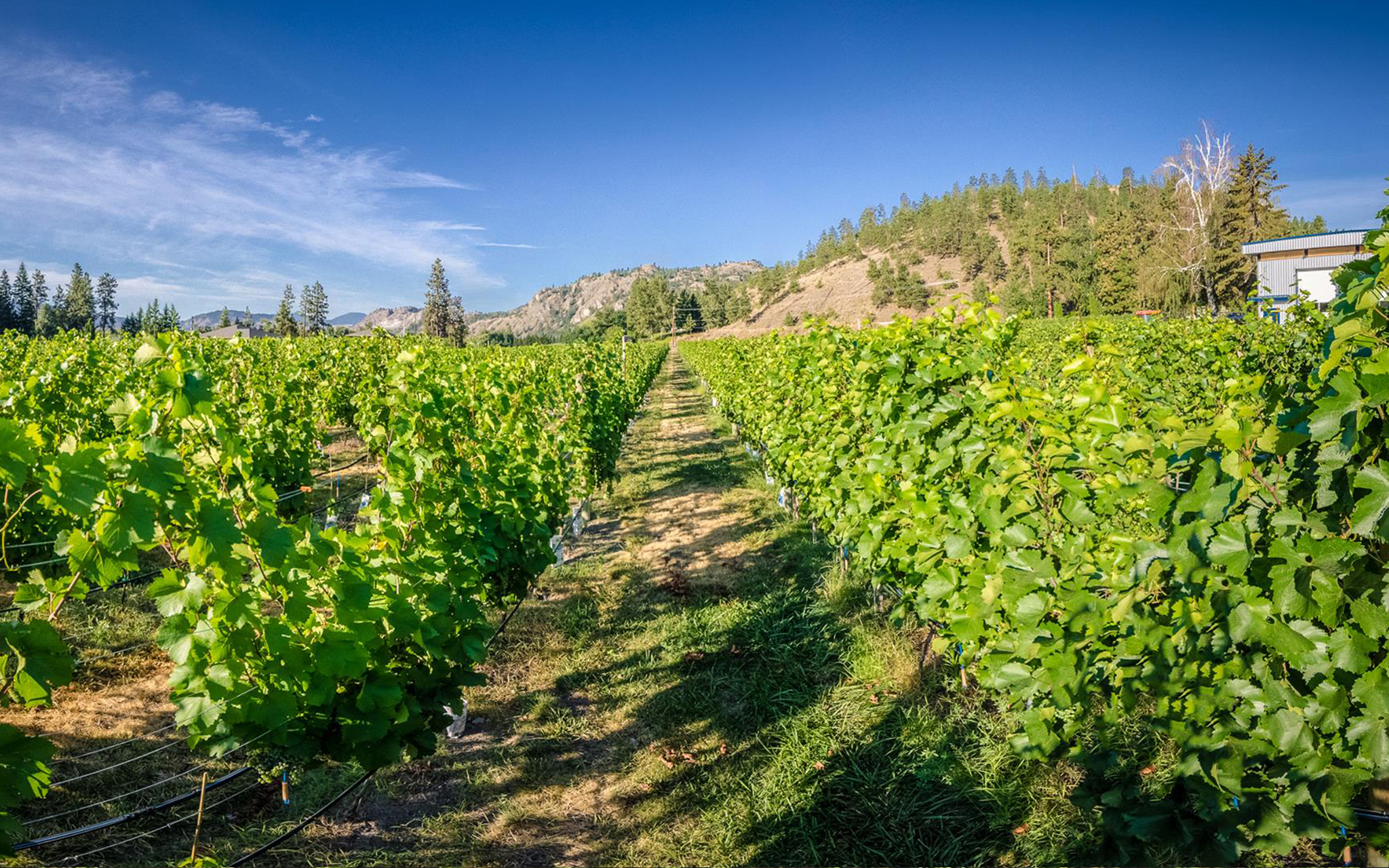 Pipe Dreams Vineyard and Estate Winery