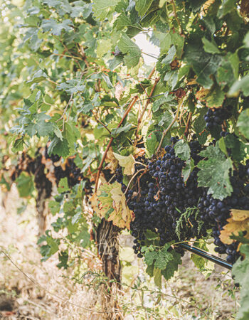 Road 13 Vineyards