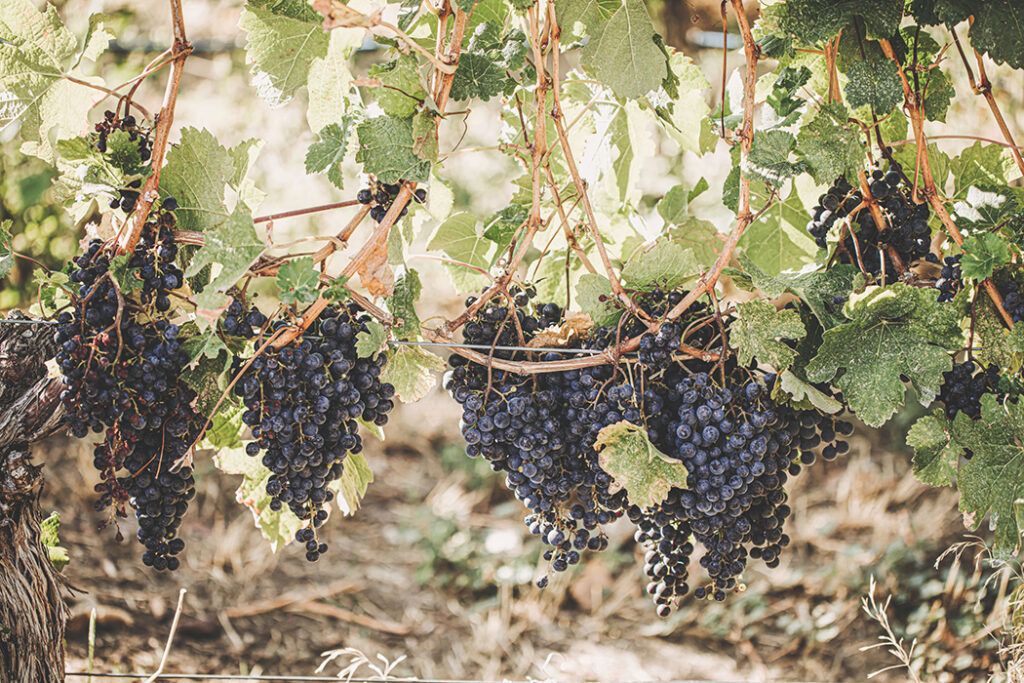 resizedlr Wine Tour Hub road 13 wine grapes