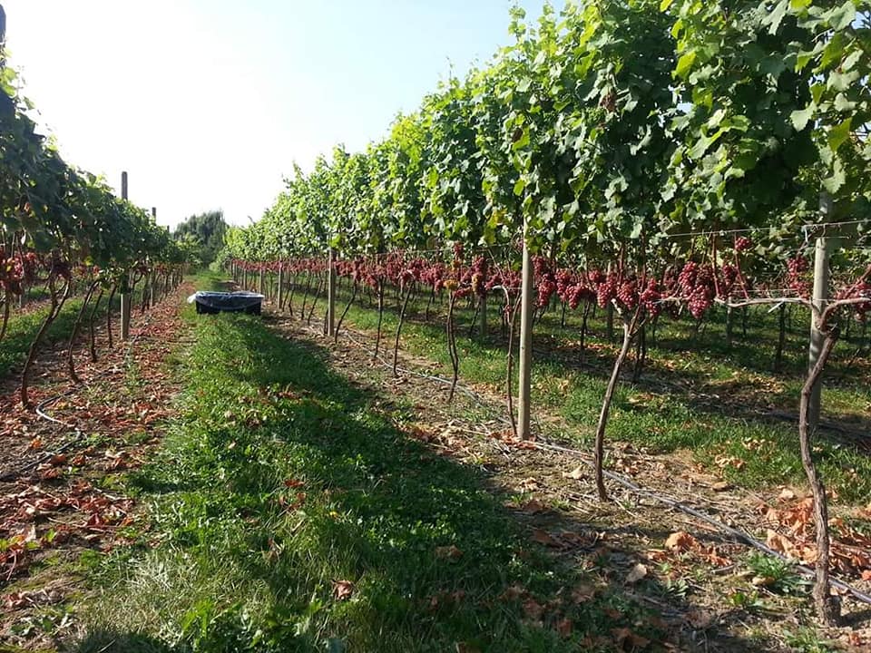 Waterside Vineyard & Winery