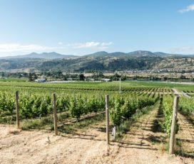 Harper’s Trail Winery