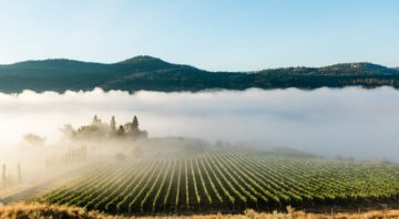 Kamloops vineyards