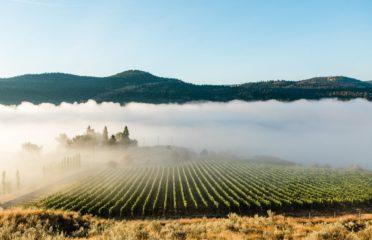 Kamloops vineyards