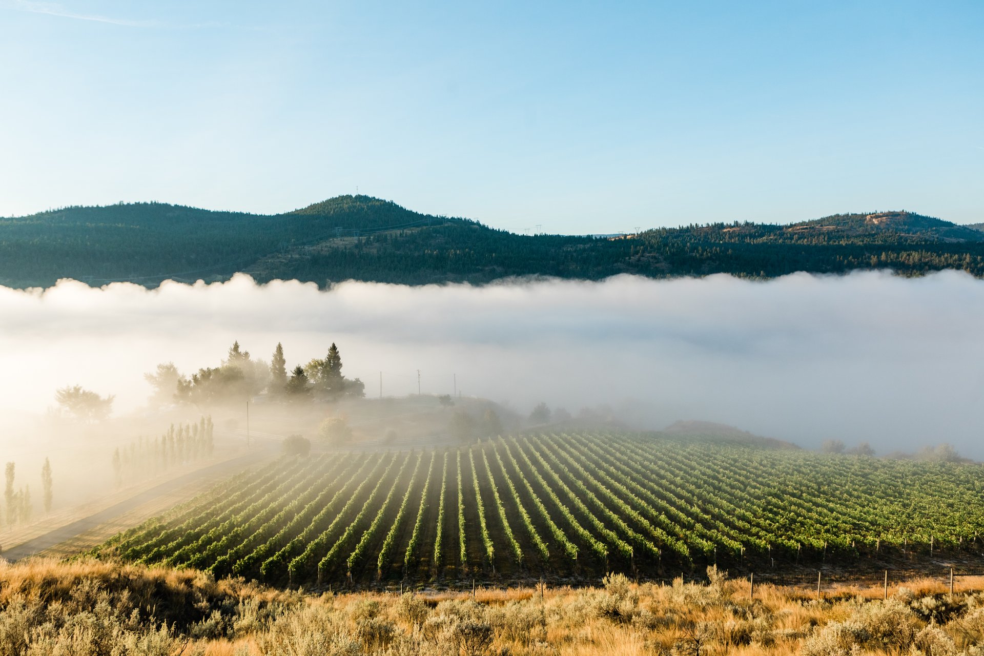 Kamloops vineyards
