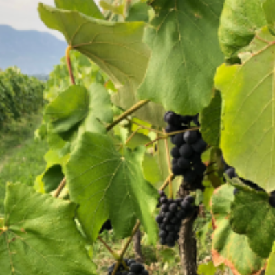Sperling Vineyards, Lakeshore Wine Route