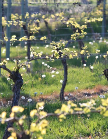 St. Hubertus & Oak Bay Estate Winery