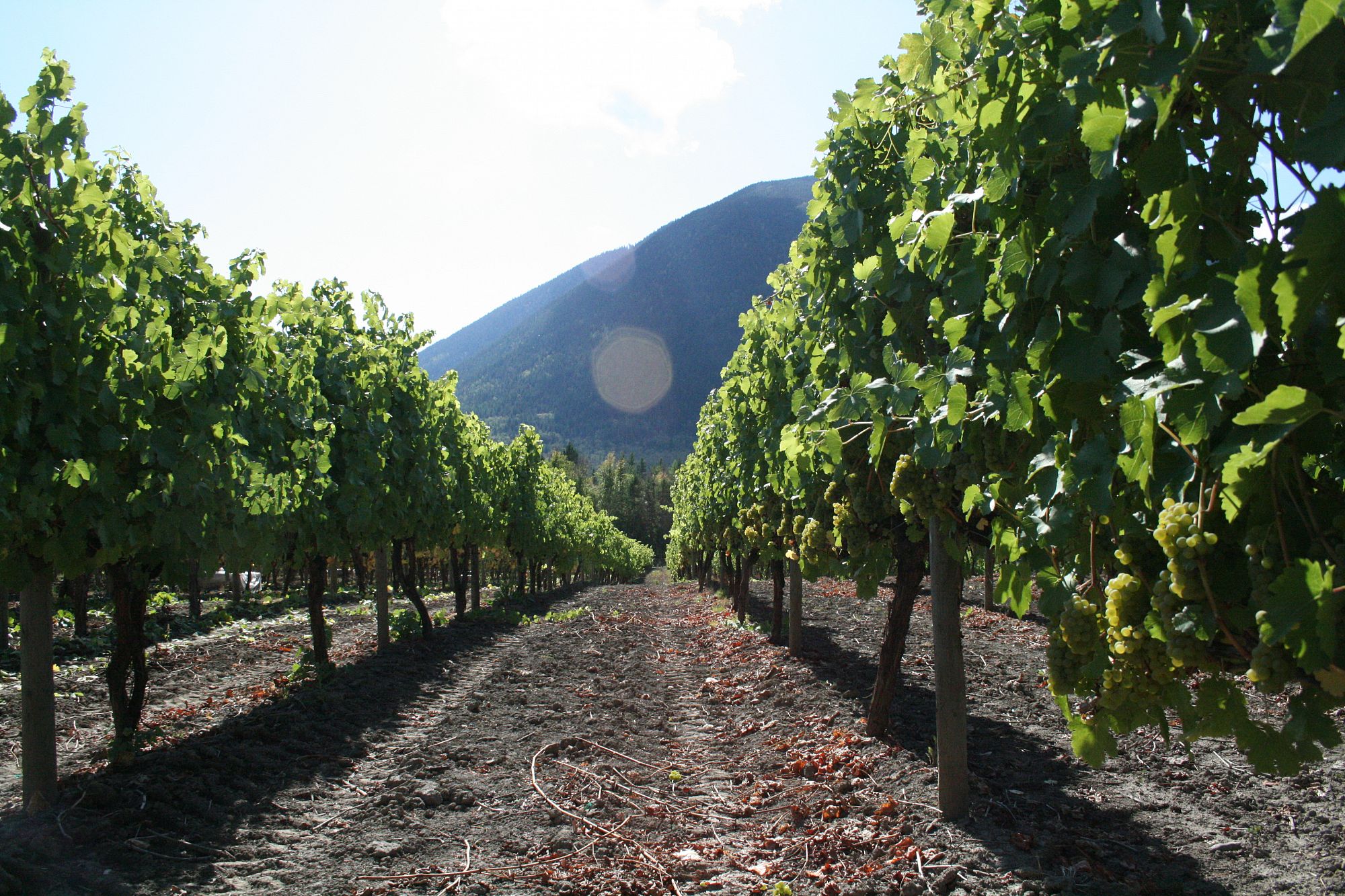 Recline Ridge Vineyards & Winery