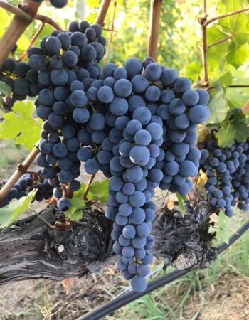 BC Wine Studio
