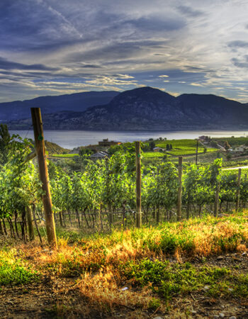 Laughing Stock Vineyards
