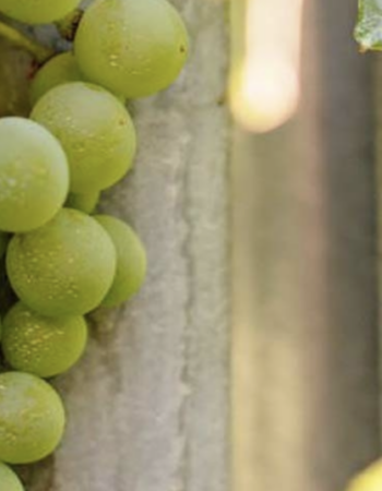 Culmina Family Estate Winery