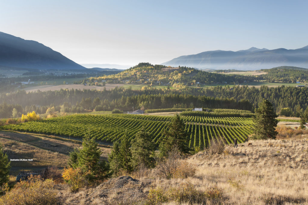 kootenay vineyard view