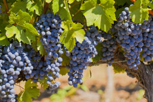 wine grapes