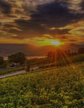 Laughing Stock Vineyards