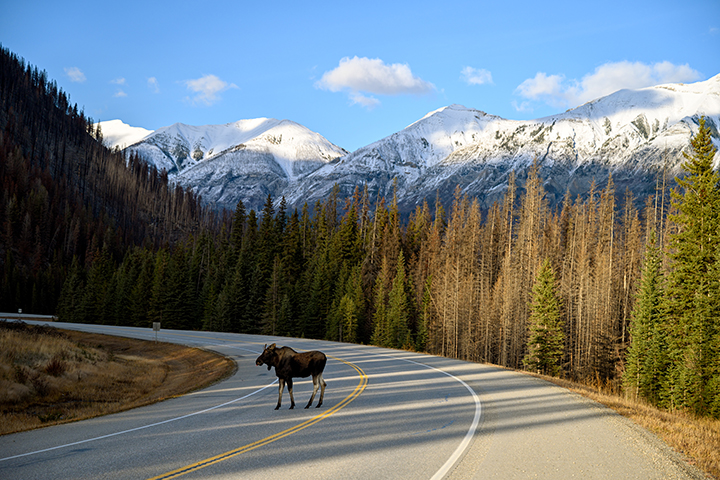 moose