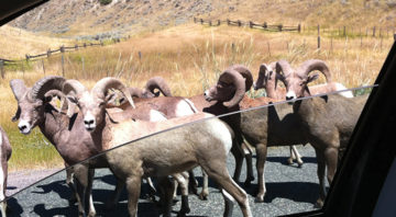 big horn sheep on the road