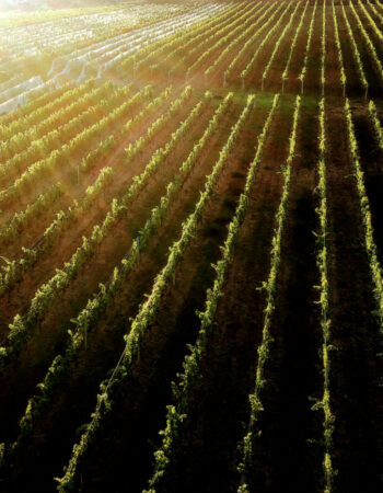 St. Hubertus & Oak Bay Estate Winery