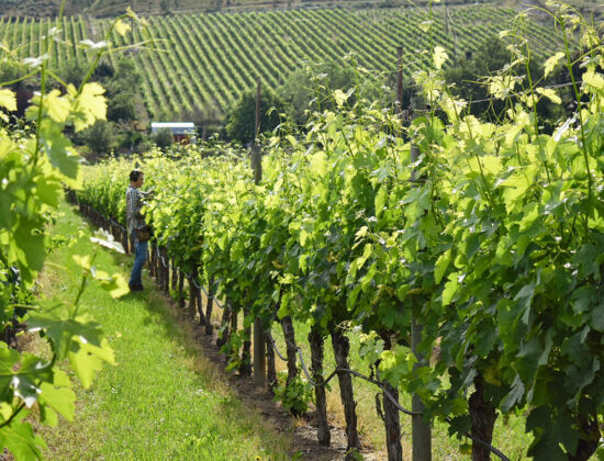 Four Shadows Vineyard & Winery