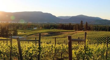 Tantalus Vineyards, Lakeshore Wine Route