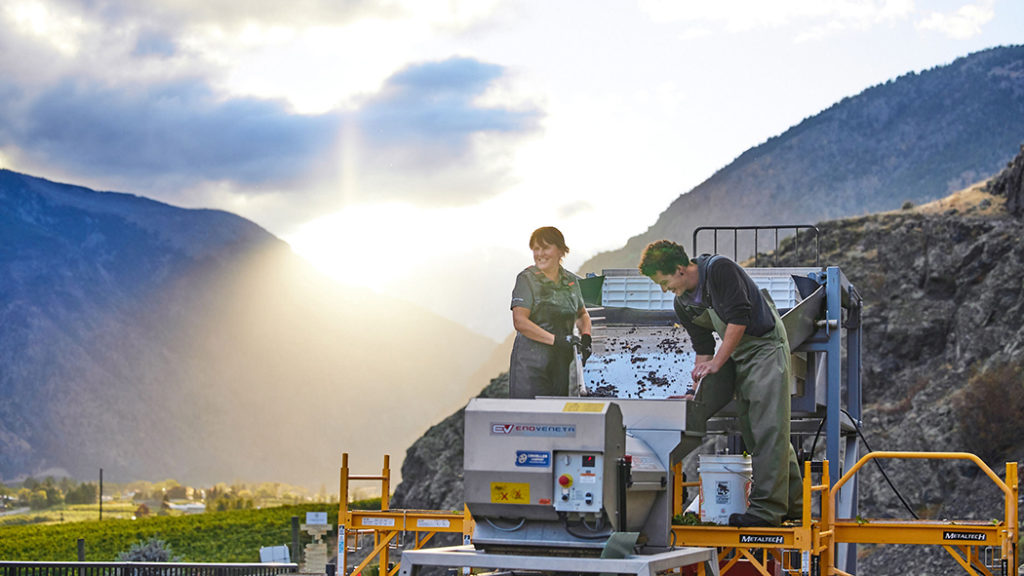 corcelettes winery harvesting grapes