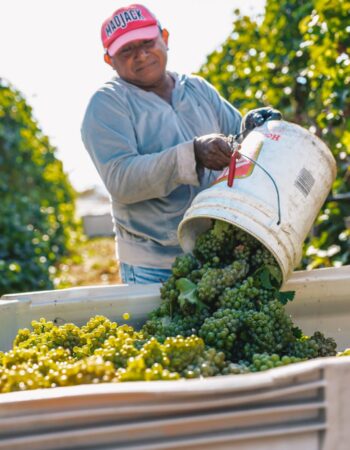 Dirty Laundry Vineyard