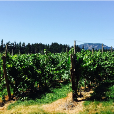 Divino Estate Winery