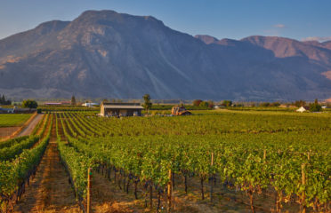 Clos Du Soleil vineyard