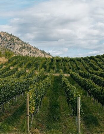 Dirty Laundry Vineyard