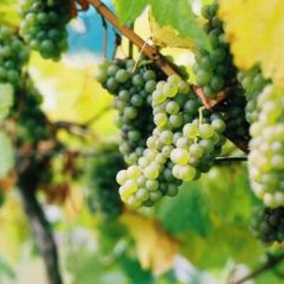 Divino Estate Winery