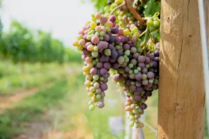 lakeside cellars wine grapes on the vine