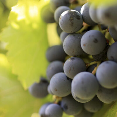 Moon Curser Vineyards