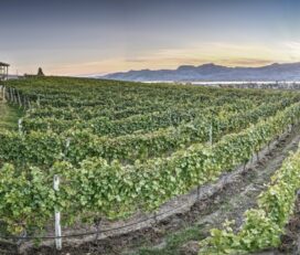 Moon Curser Vineyards