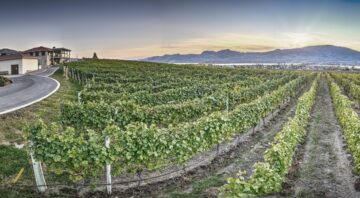 Moon Curser Vineyards