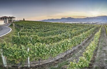 Moon Curser Vineyards