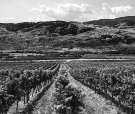 One Faith Vineyards