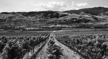 One Faith Vineyards