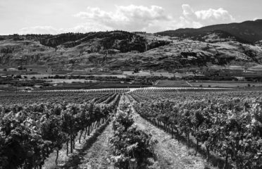 One Faith Vineyards